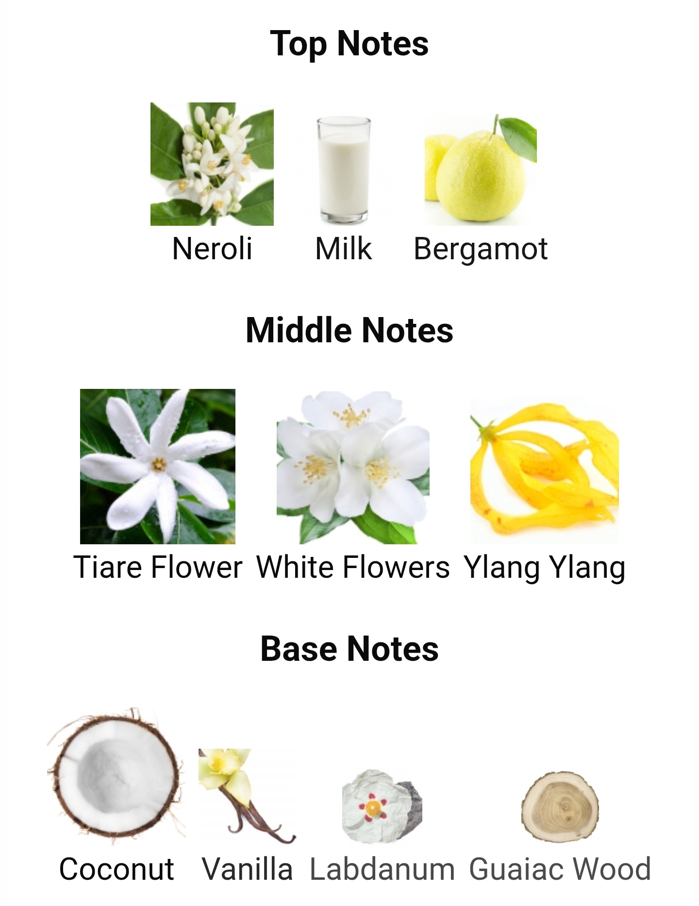 French Avenue Veneno Bianco